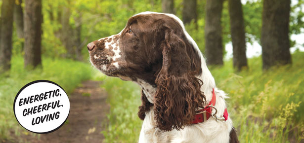 Der englische Springer Spaniel