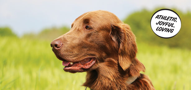 Der Flat Coated Retriever