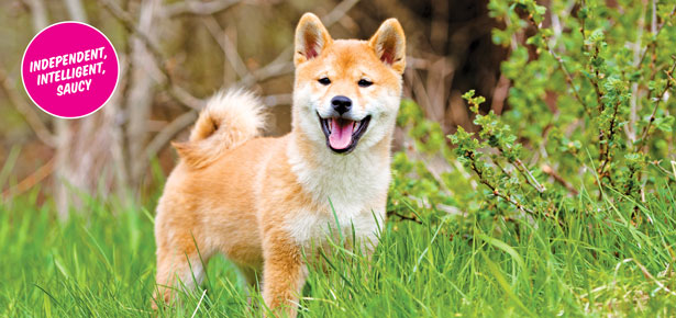 Der Shiba-Inu