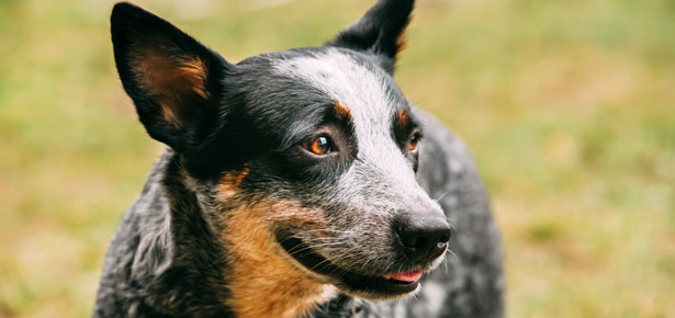 Der Australian Cattle Dog