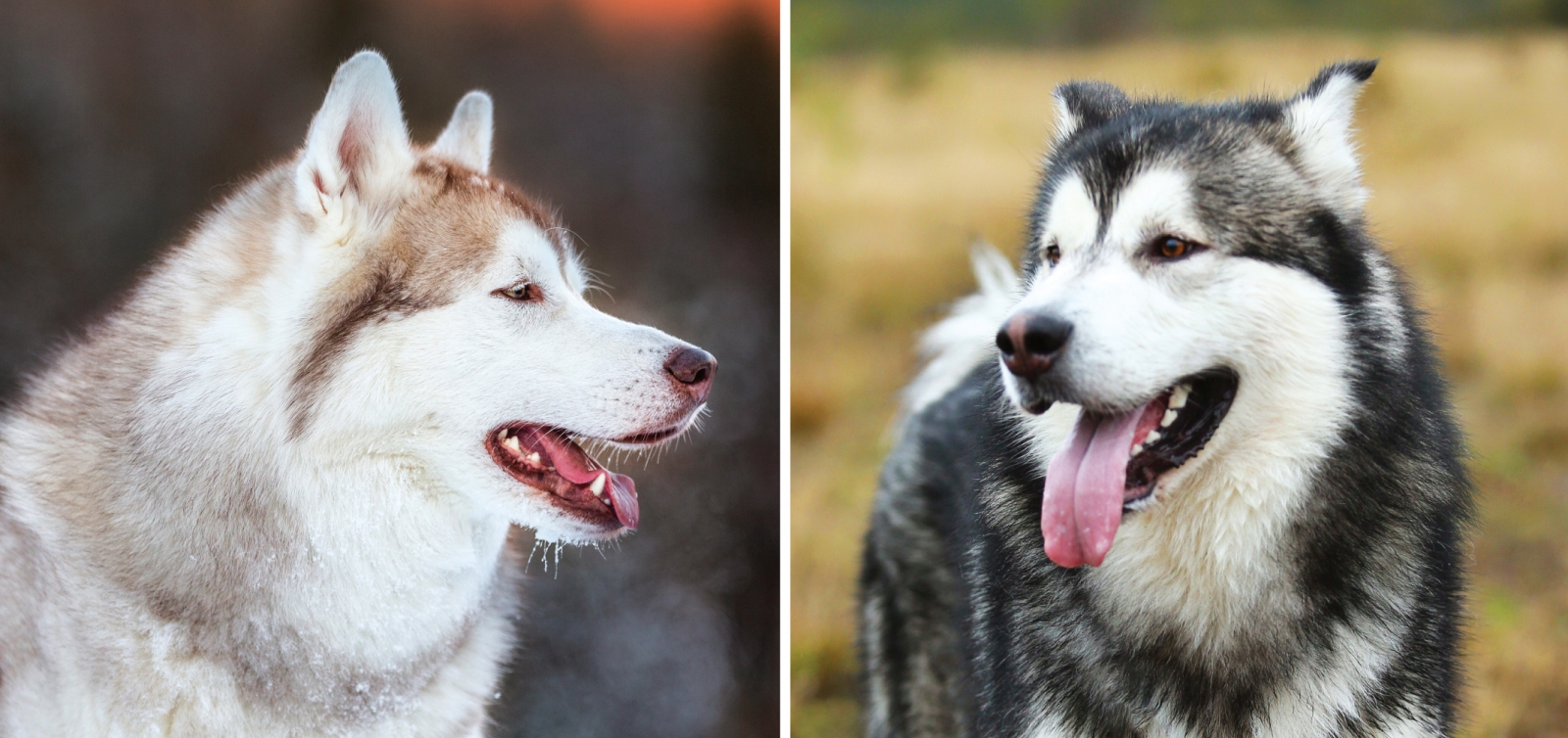 Häufig verwechselte Rassen: Der Alaskan Malamute VS der Siberian Husky