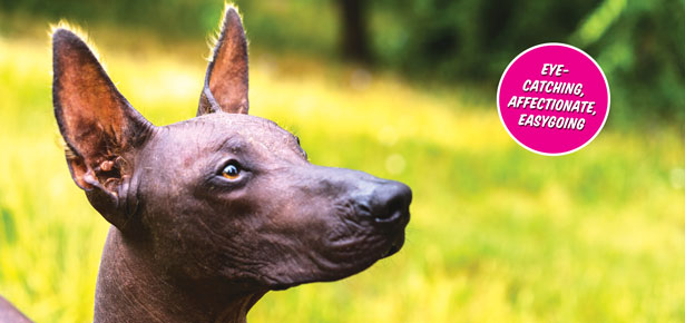 Das Xoloitzcuintli