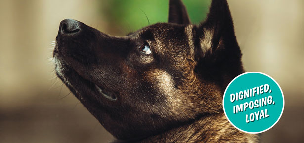 Der Akita-Hund