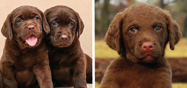 Ist der Labrador Retriever oder der Chesapeake Bay Retriever etwas für Sie?