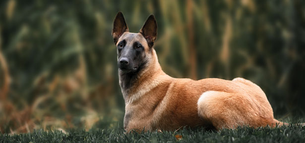 Der belgische Malinois