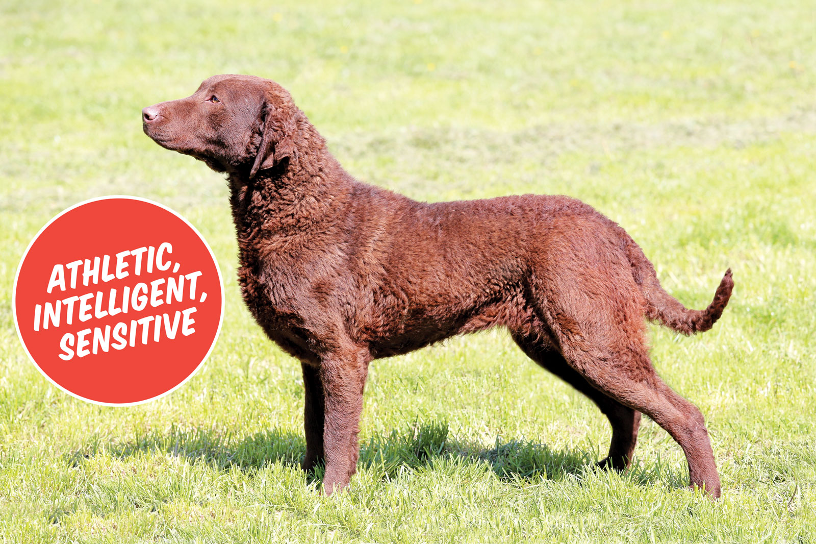 Der Chesapeake Bay Retriever