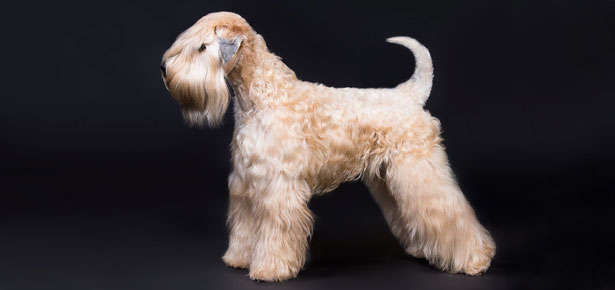 Der Soft Coated Wheaten Terrier