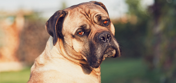 Der CaneCorso