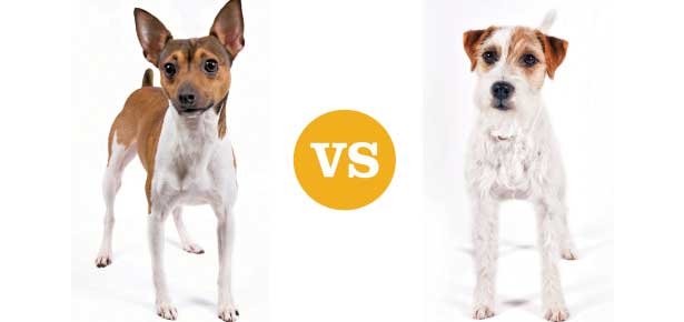 Kennen Sie Ihre Terrier