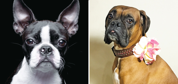 Ist der Boxer oder der Boston Terrier etwas für Sie?