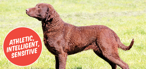 Der Chesapeake Bay Retriever