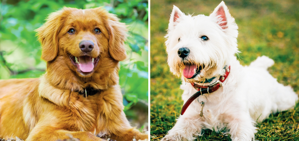 Ist der Toller oder der Westie der Hund für Sie?