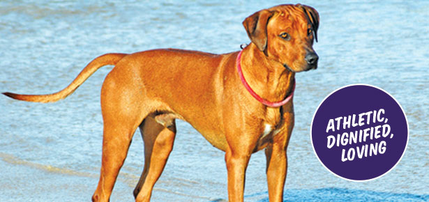 Der Rhodesian Ridgeback