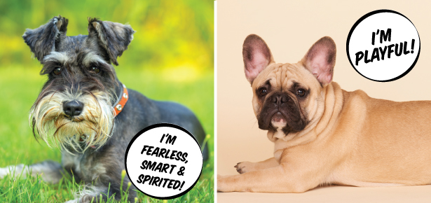Ist der Schnauzer oder die Französische Bulldogge das Richtige für Sie?