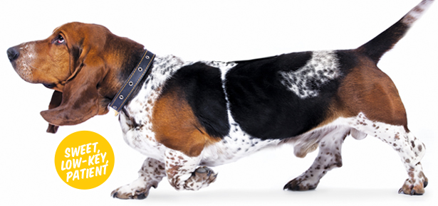 Der Basset-Hund