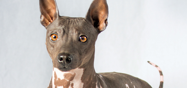 Der American Hairless Terrier