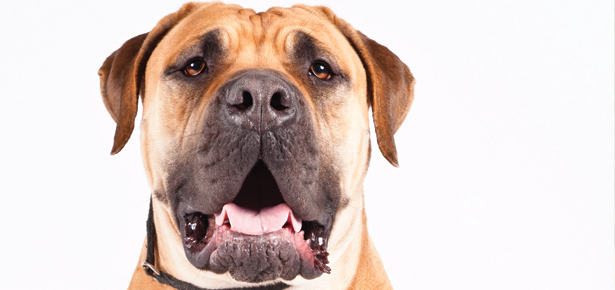 Der Boerboel