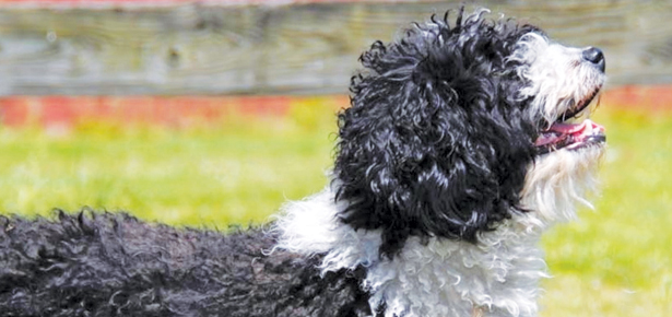 Der spanische Wasserhund