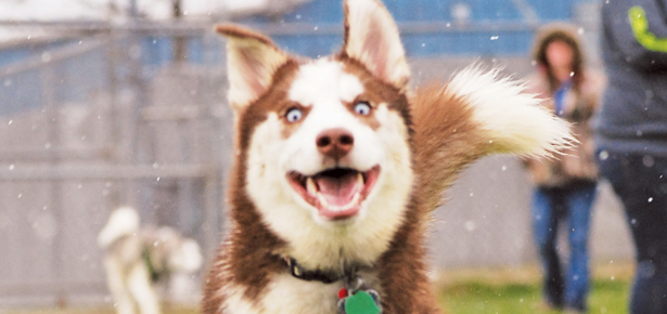 Braucht Ihr Hund eine Pille gegen Verhaltenskälte?