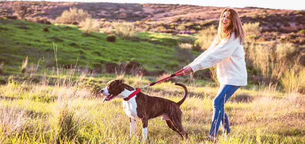Bringen Sie Ihrem Hund die magische „Berührung“ bei