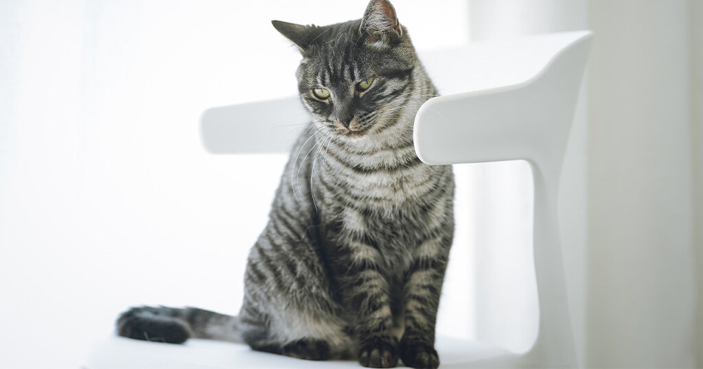 Bringen Sie Ihrer Katze das Sitzen bei