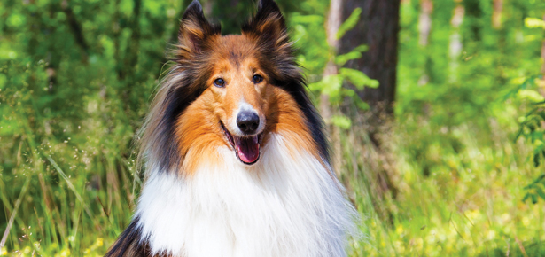 Der Collie
