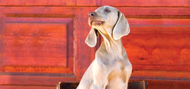 Der Weimaraner