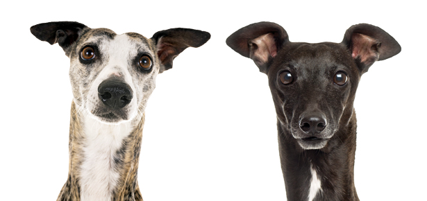Der Whippet VS Der Italienische Windhund