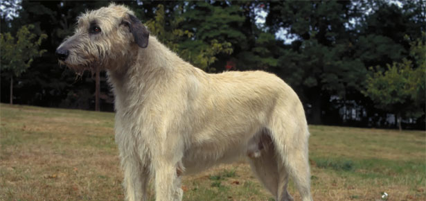 Der irische Wolfshund