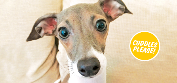 Der italienische Windhund