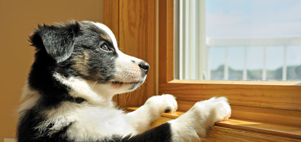Hat der Hund das Sagen?