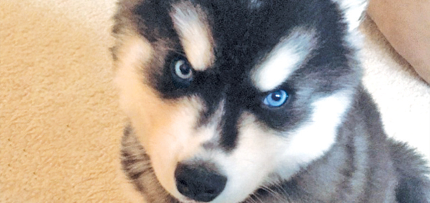 Ist Ihr ungehorsamer, „untrainierbarer“ Hund tatsächlich ein superkluges böses Genie?