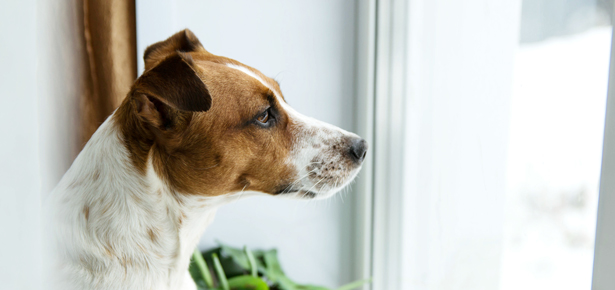 Rückkehr ins Büro?  Vergessen Sie Ihren Hund nicht