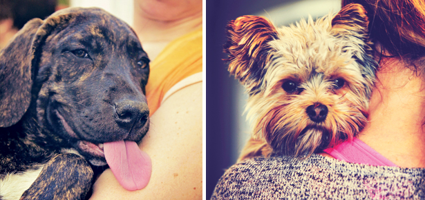 Warum mag mein Hund manche Menschen und andere nicht?