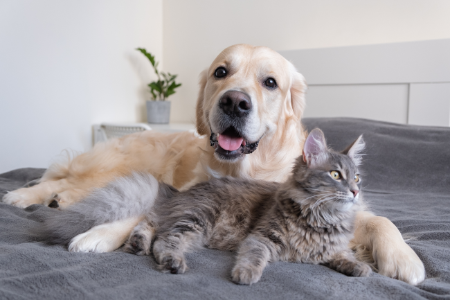 Welche Hunderassen sind gut mit Katzen?