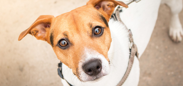 Wie Sie Ihren Hund zum Zuhören bringen