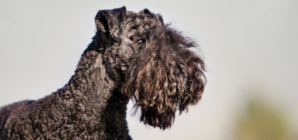 Der Kerry-Blue-Terrier