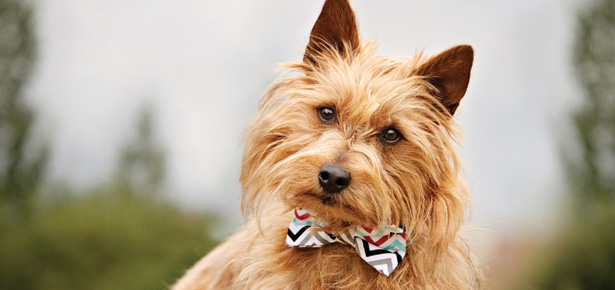 Der australische Terrier