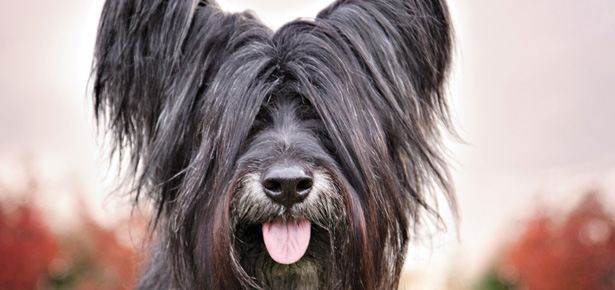 Der Skye-Terrier
