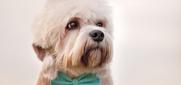 Der Dandie Dinmont