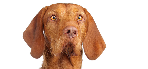 Der Drahthaarige Vizsla