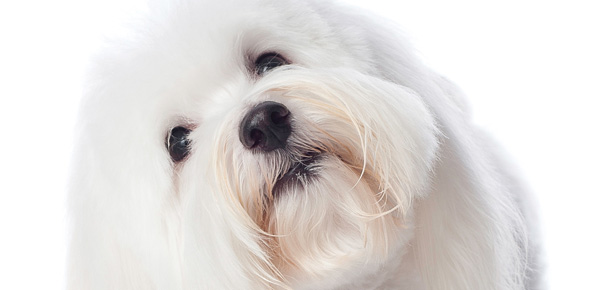 Der Coton de Tulear