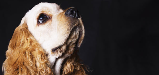 Der Cockerspaniel