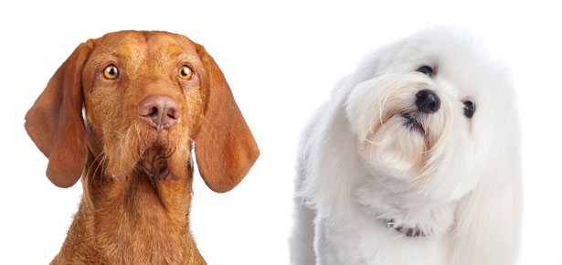 Treffen Sie die Neulinge im Westminster Kennel Club
