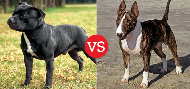Was ist der Unterschied zwischen dem Staffordshire Bullterrier und dem Bullterrier