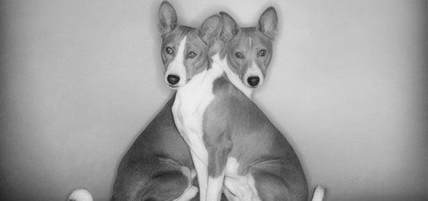 Der Basenji