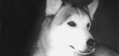 Der Sibirische Husky