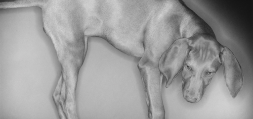 Der Vizsla