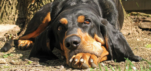 Der Black and Tan Coonhound
