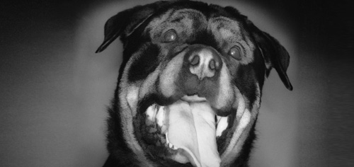 Der Rottweiler
